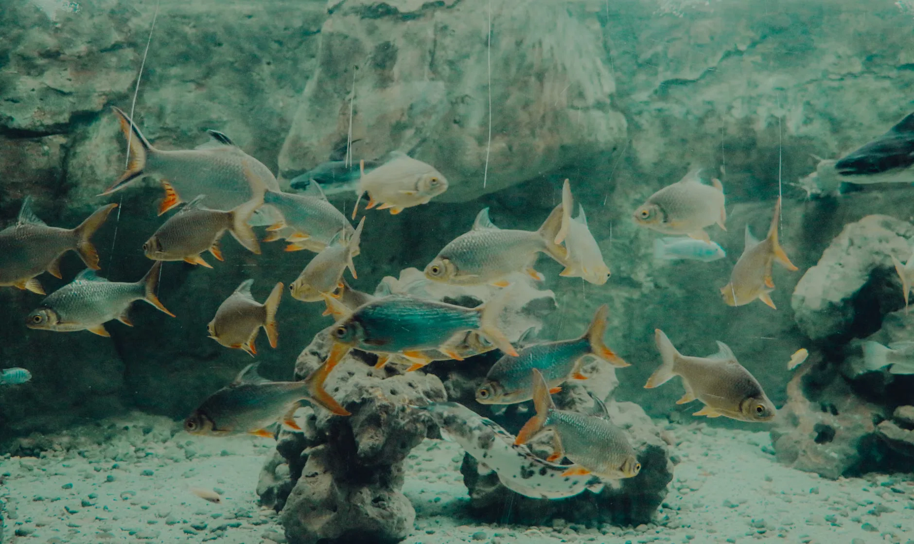 Sea Life Birmingham - Standard Entry at National SEA LIFE Centre Birmingham