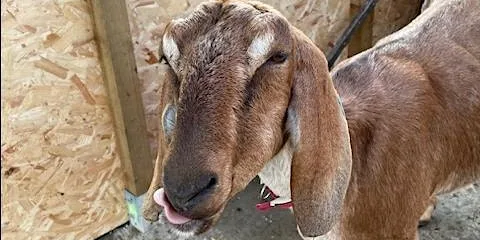 Goat Milking Induction at Oxford City Farm