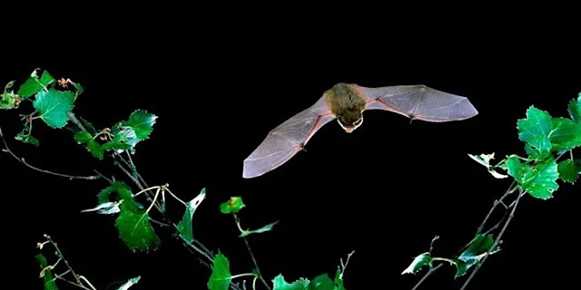 Autumn Bats Alive! at Ryton Pools Country Park at Ryton Pools Country Park
